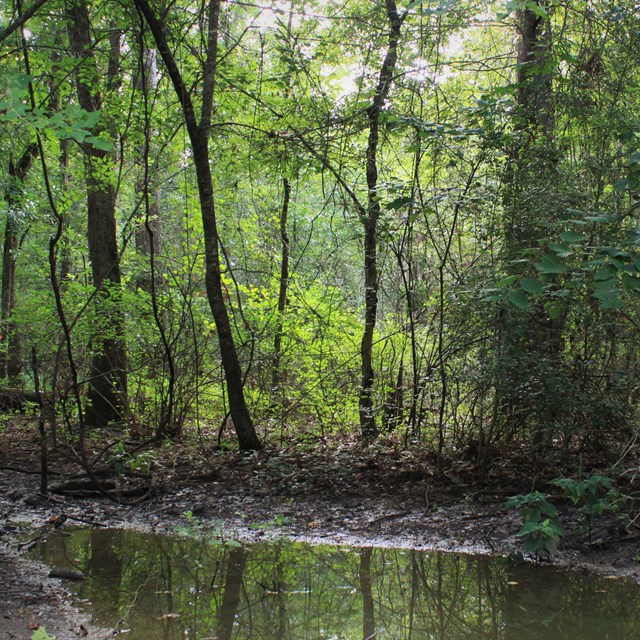 Thick forest swallows a clearing with a shallow, oval-shaped pond.