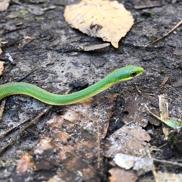 closeup of a small green snake on the forest floor