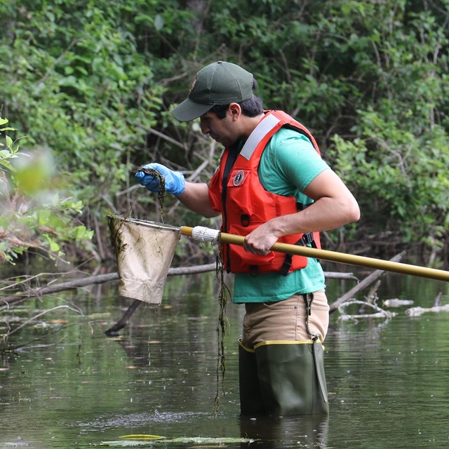 a researcher looking at the contents of a dip net while wading in a pond