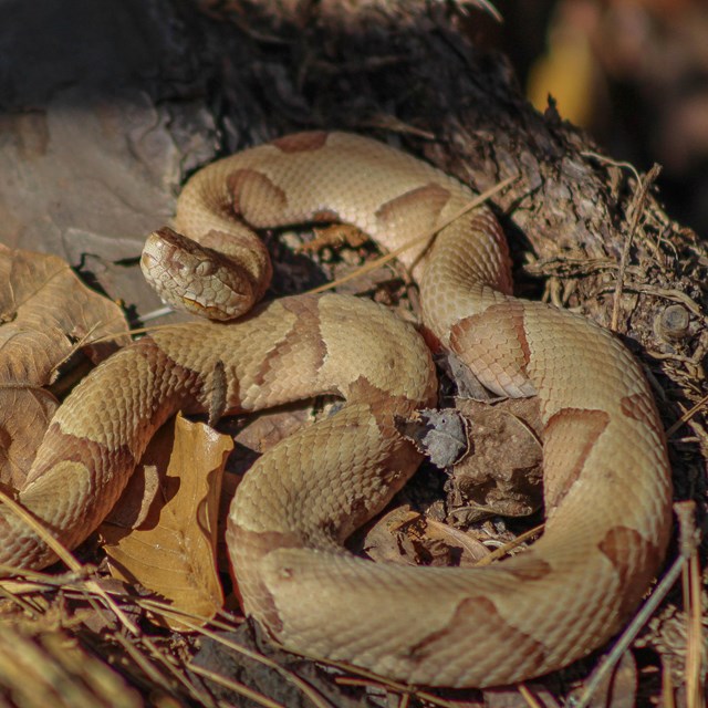coiled copperhead snake in some brush