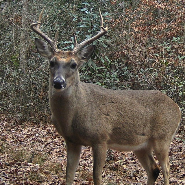 male deer in the forest