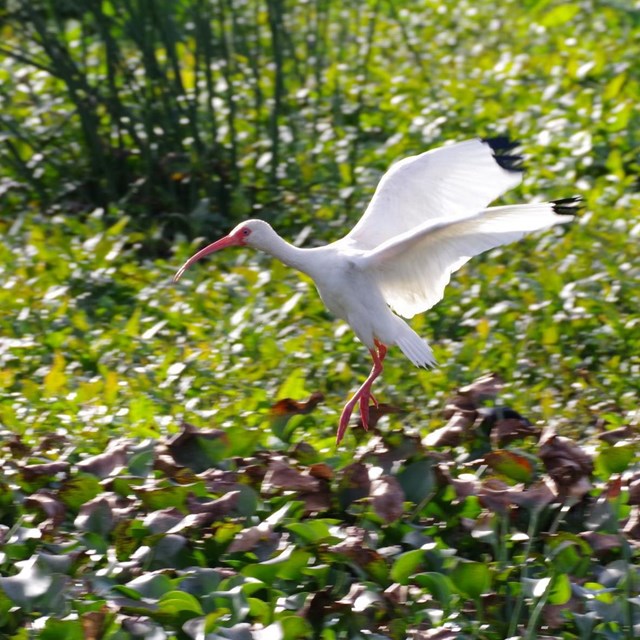 white ibis in flight above a marsh