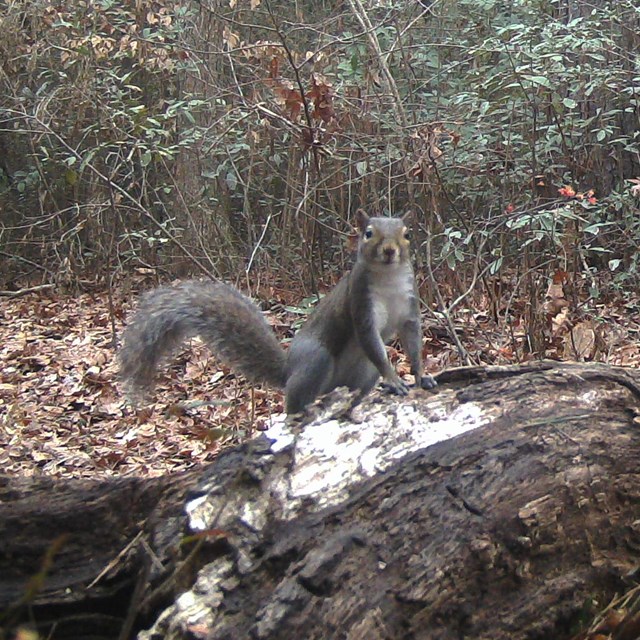 squirrel posing on a log looking at the camera