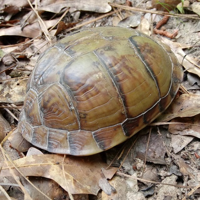 close up of turtle shell among leaves