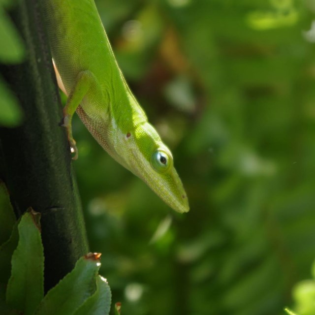 green anole close up