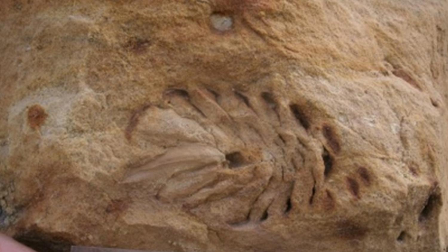 A pinecone impression on beige and light brown rock. A black and white checkered scale is underneath