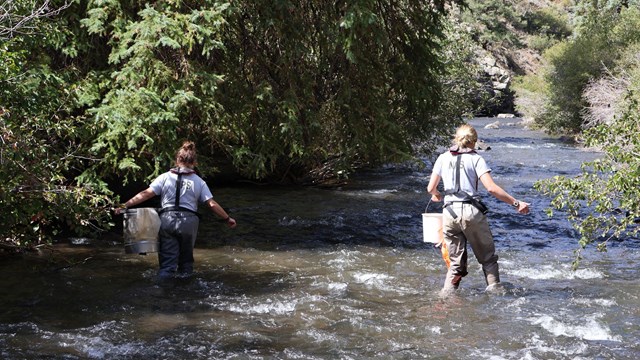 Two people in waiders walk in a thigh high clear stream. Rocks and vegetation along the banks,