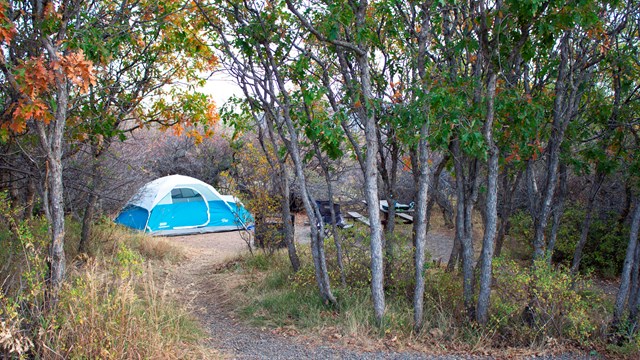 Blue and white tent at a wooded campsite. Gravel path leads to the campsite.