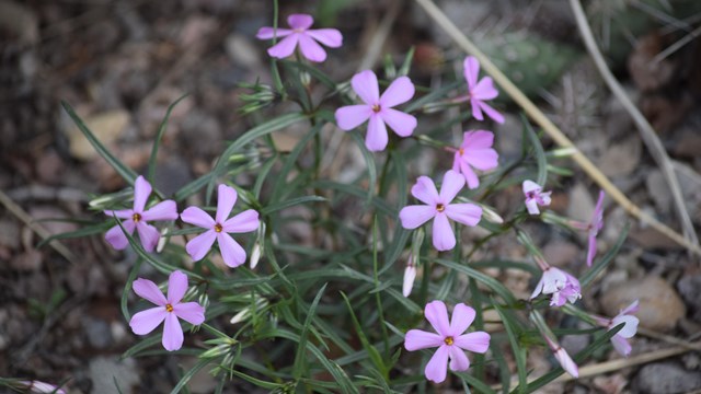 Small pinkish purple flowers bloom on a plant with small green stems