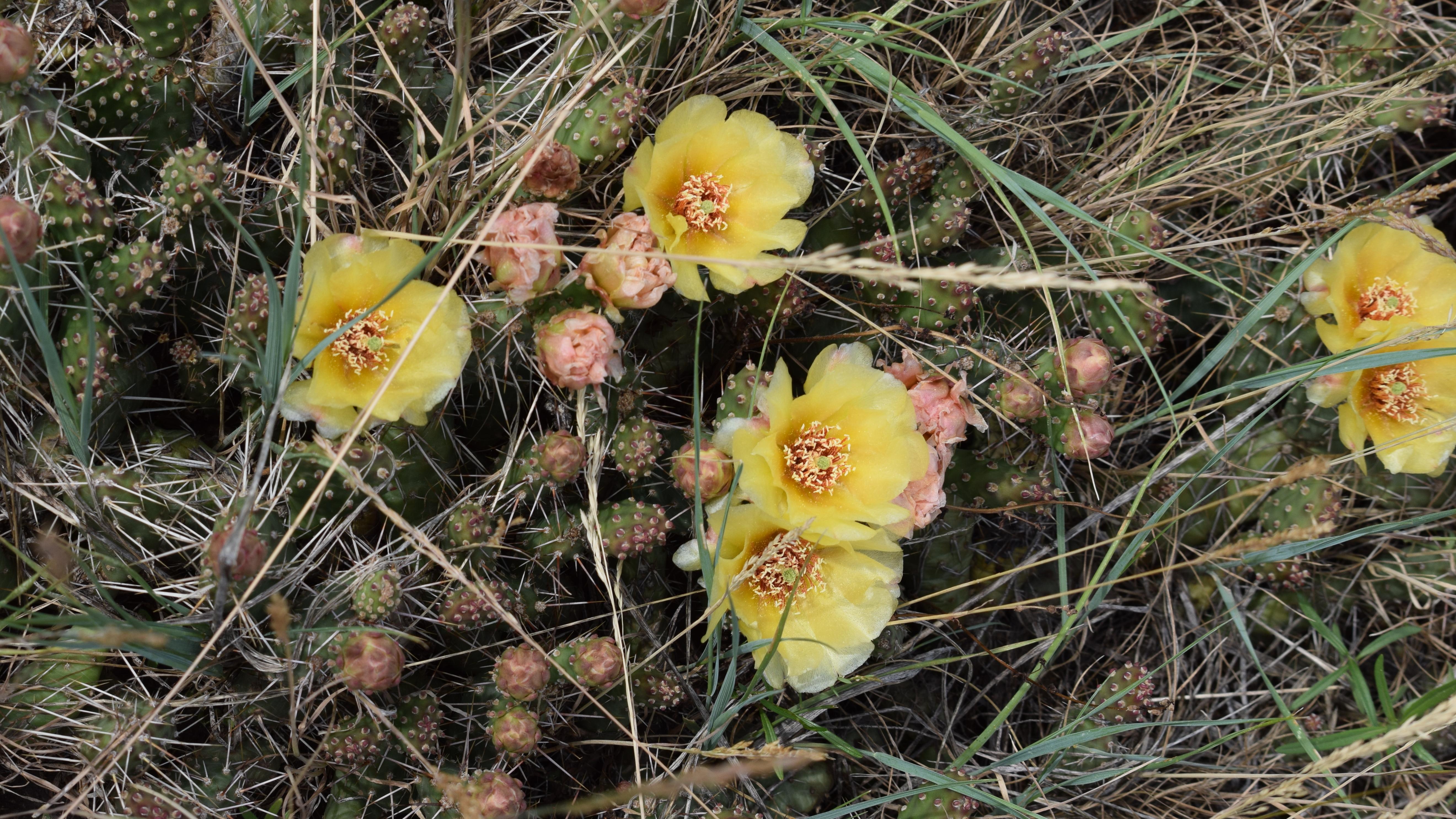 Cluster of yellow flowers bloom from a ground level small cactus plant