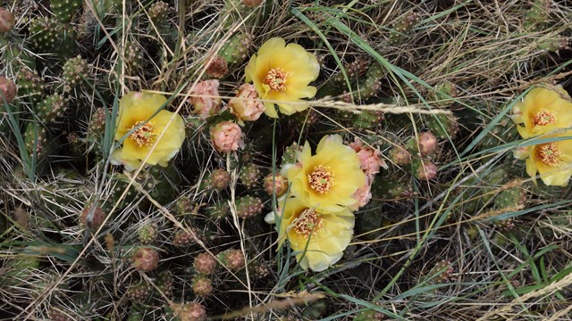 Cluster of yellow flowers bloom from a ground level small cactus plant