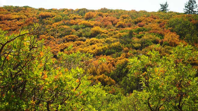 Fall foliage trees and shrubs in vibrant orange, yellow, and green on a landscape