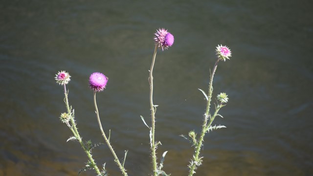 Four thin green stems with fuzzy pink buds on the top. Background is blurred.