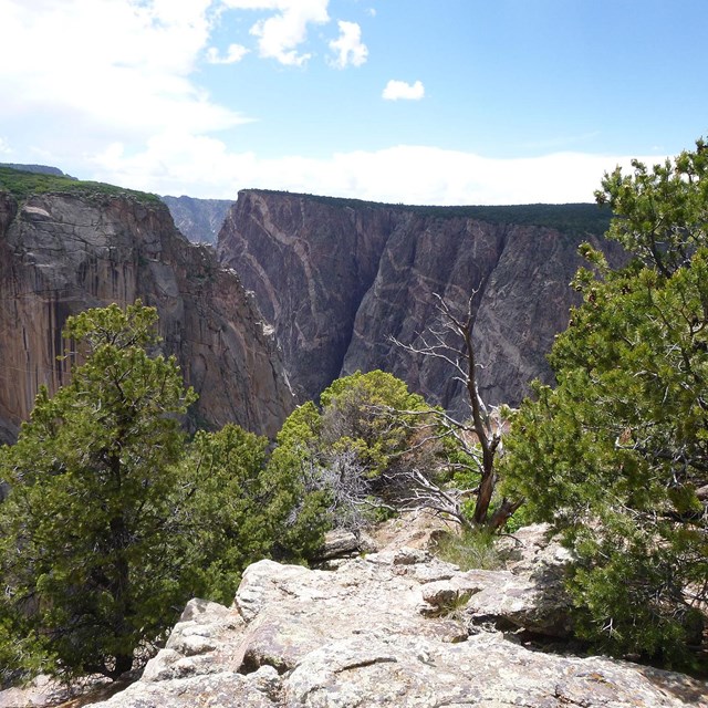 a sheer canyon of dark rock in the background, vibrant green pinyon pine trees in foreground