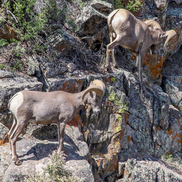 Two bighorn sheep rams navigate down a steep canyon