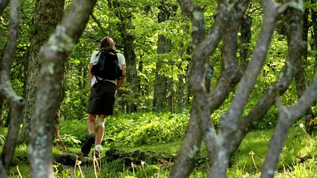 A hiker walks through a green, summer forest