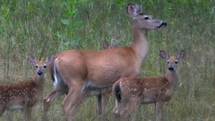 A white-tailed deer doe and two fawns standing in tall grasses