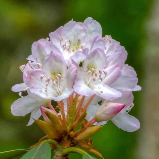 rosebay rhododendrons