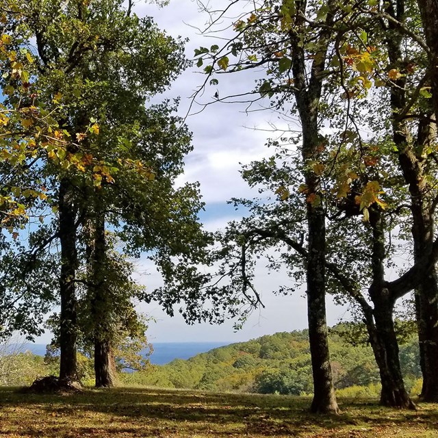 A campsite in the woods