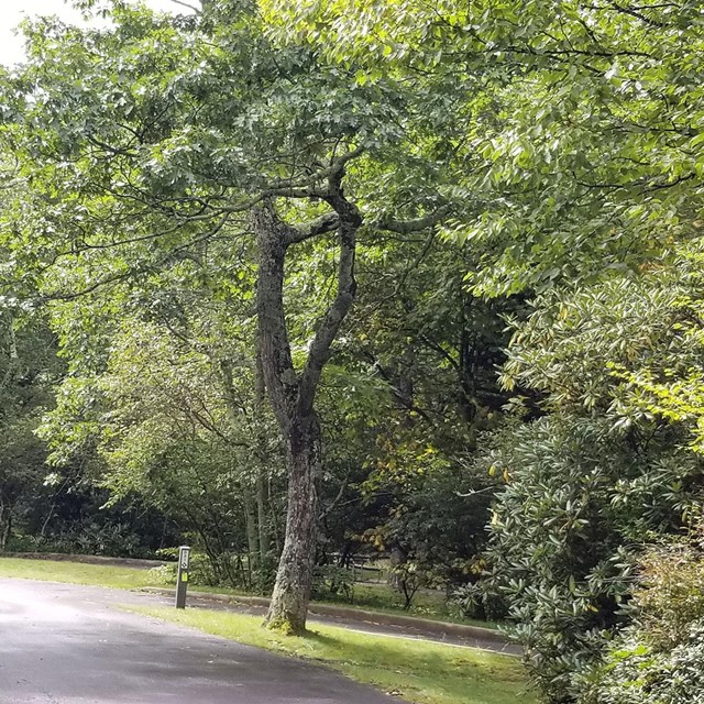 A road winds through a forest in a campground