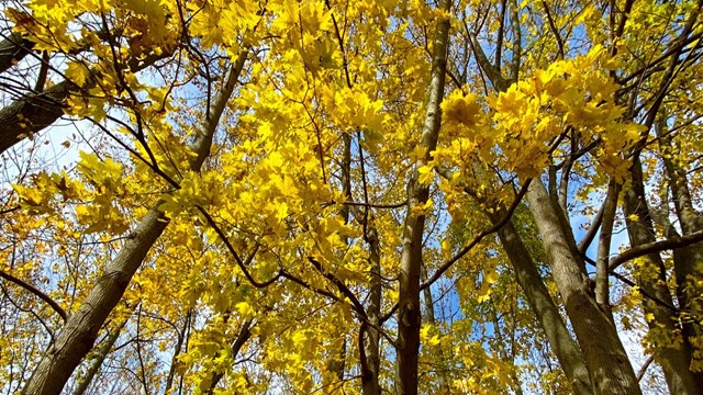Yellow leaves on trees