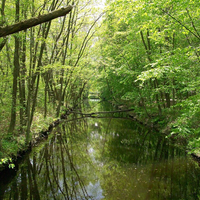 Segment of Blackstone Canal surrounded by trees.