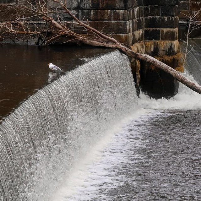 Side view of water rushing off a ledge in the Blackstone River with stone walls and trees.