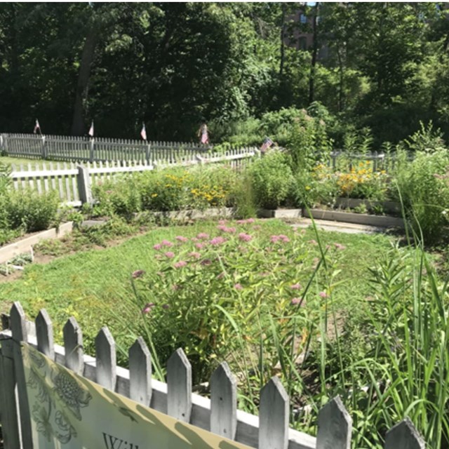 Garden with fence in the foreground and plants in planter beds