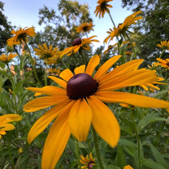 A close-up of a black-eyed Susan flower with yellow petals, surrounded by more blooms.