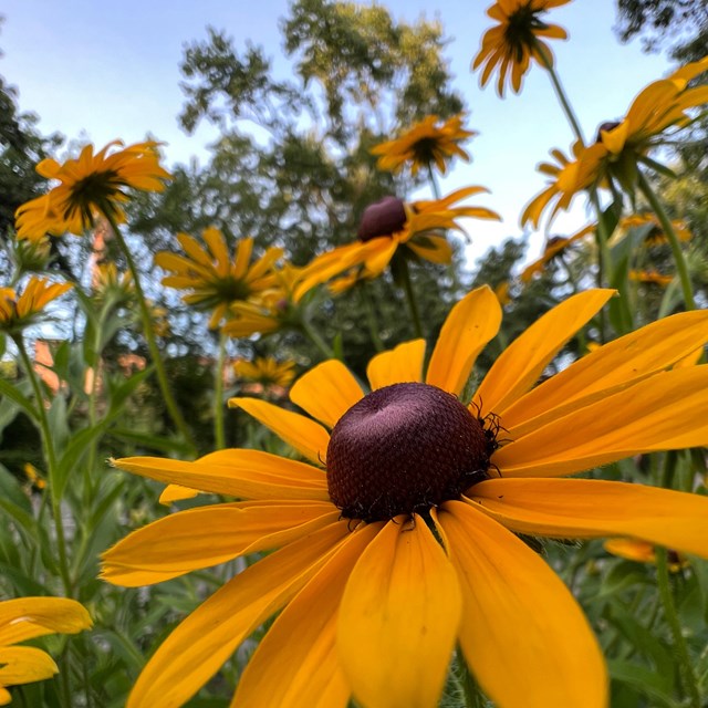 Yellow flower surrounded by other yellow flowers and green stems and grass