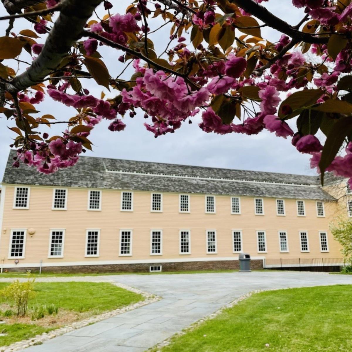 Yellow Mill with pink flower in foreground on tree