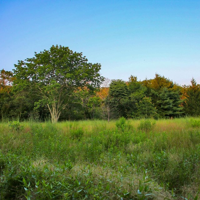 Open field with several trees and clear blue sky