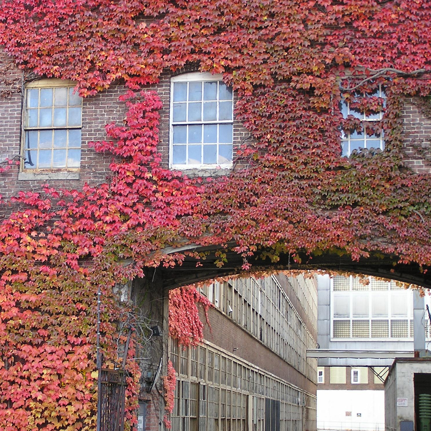 Brick archway covered in red ivy leaves