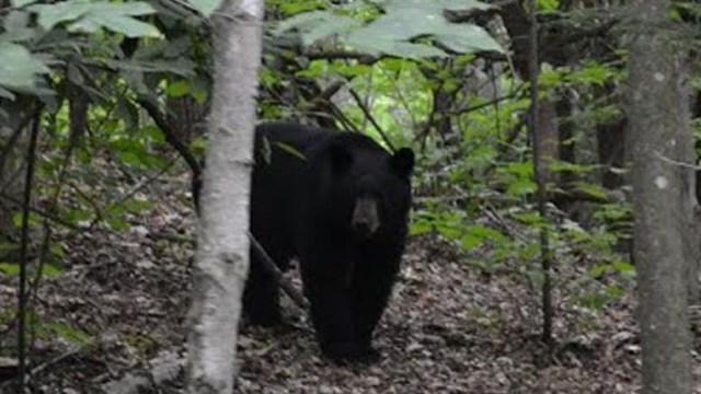 black bear in the wild