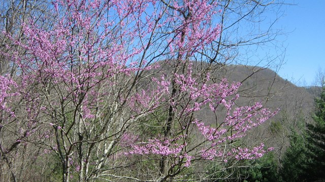 redbud tree blooming in spring