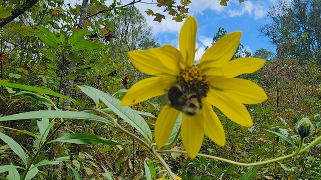 yellow flower with bee