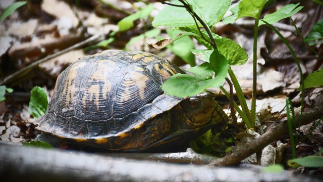 box turtle on the Bluestone