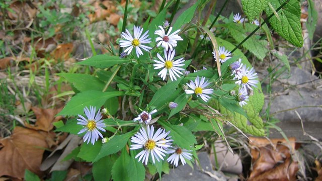 asters by the Bluestone River