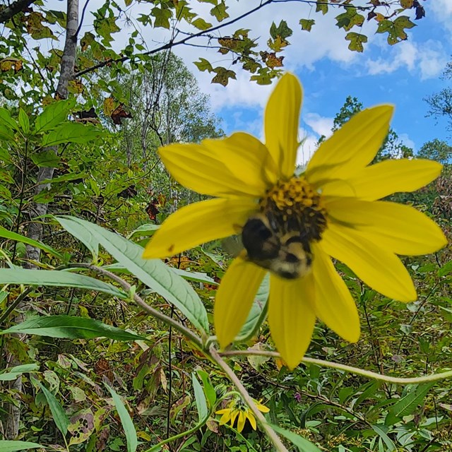 yellow flower with bee
