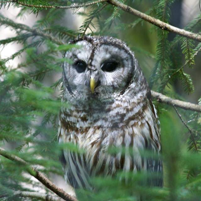 barred owl