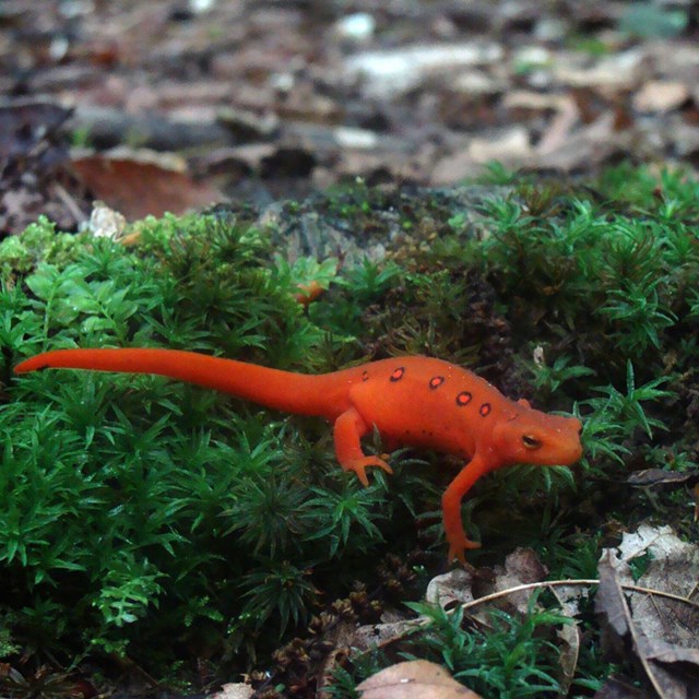 red eft