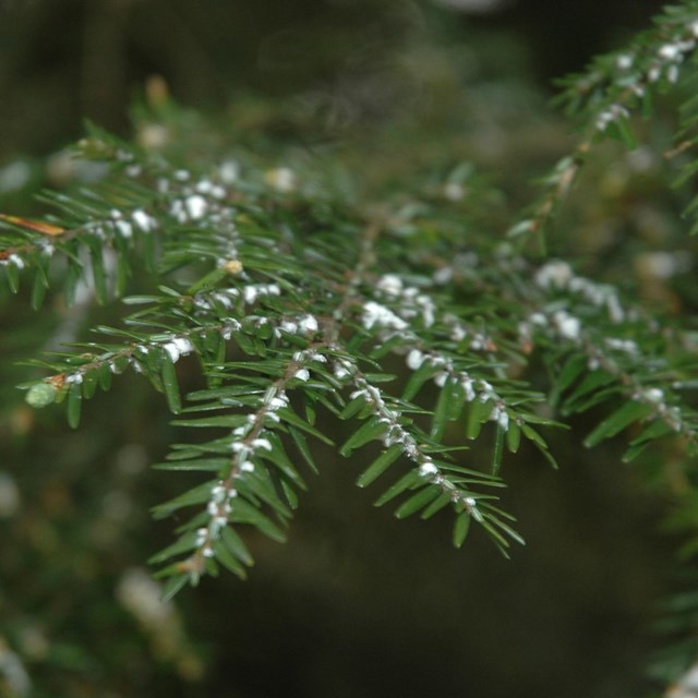 hemlock needles with white fuzzy substance
