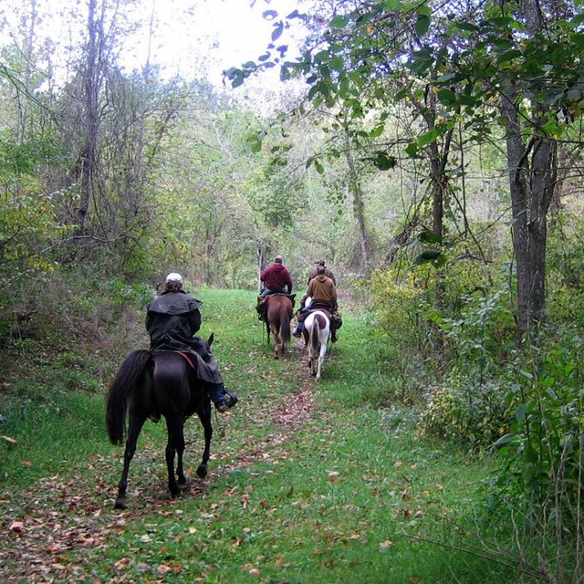 four riders on horseback on a forested trail