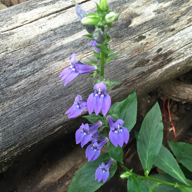purple flowers beside a log