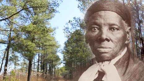 Portrait of Harriet Tubman rests on top of a wooded landscape.
