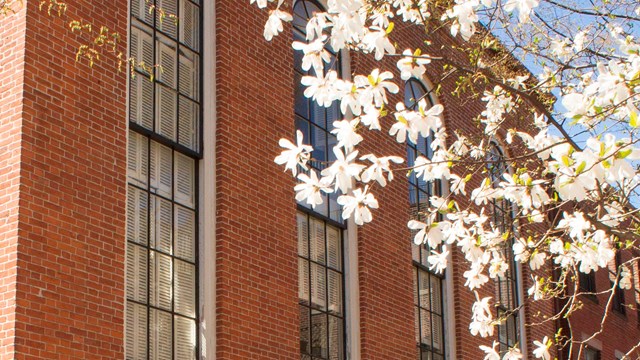 View of the red brick African Meeting House behind spring blooms from a tree