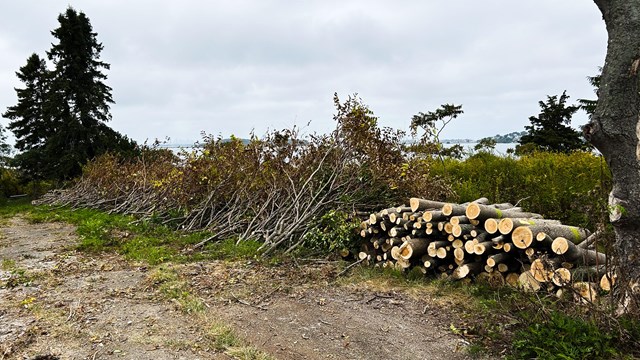 piles of felled trees along a trail