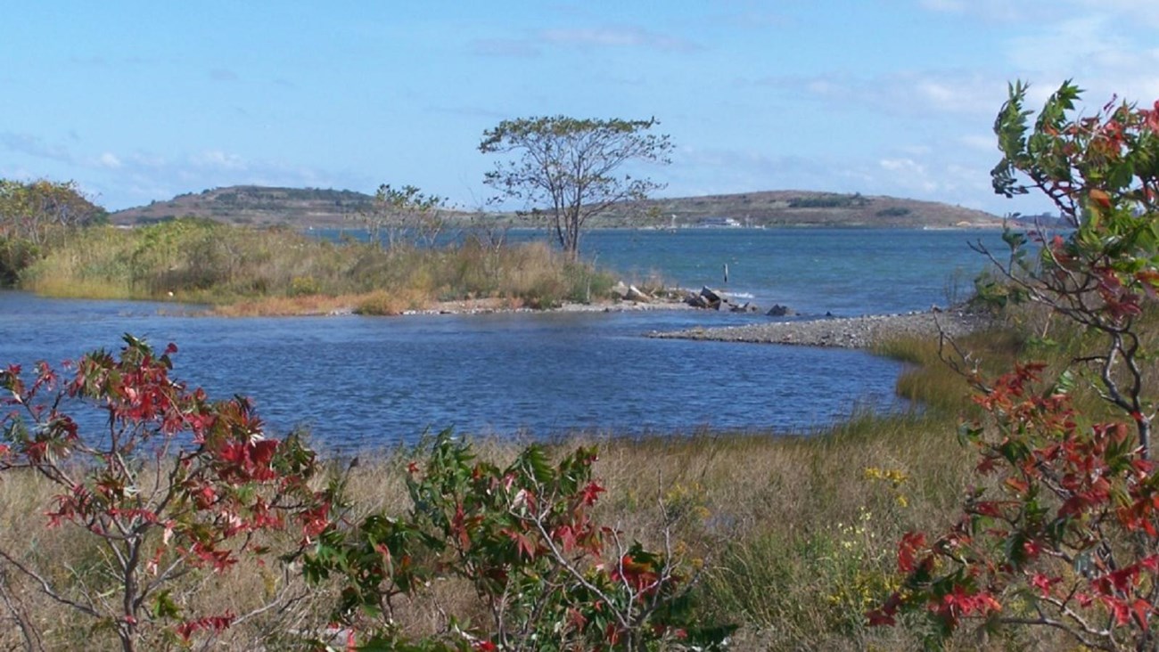 a flat grassy upland is filled with staghorn sumac with winding branches and red leaflets.