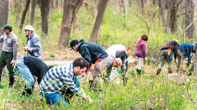 group of people in brush