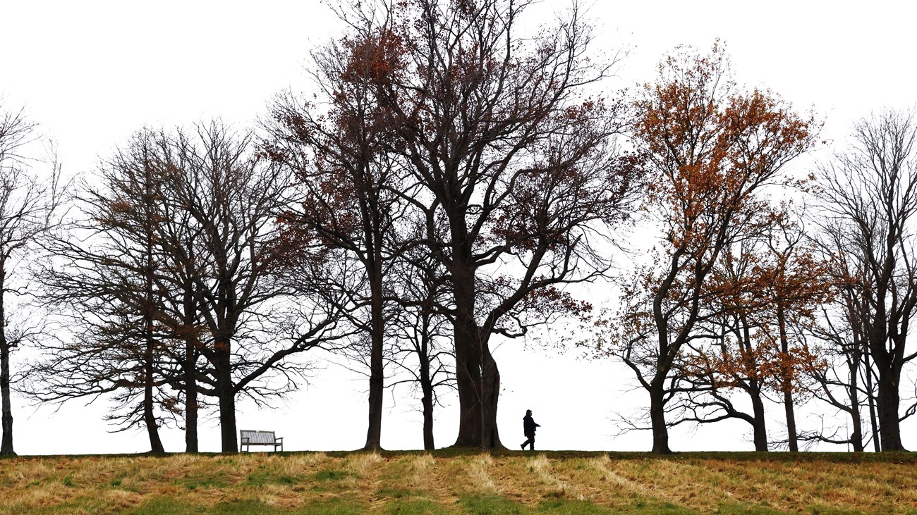 a person walking among trees at World's End